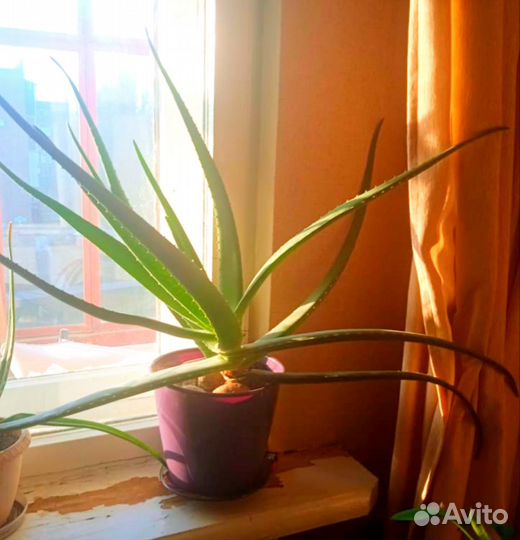 Продам алой трёх годичный