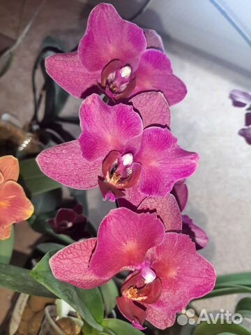 Орхидея фаленопсис бабочка Паваротти, Стрелиция