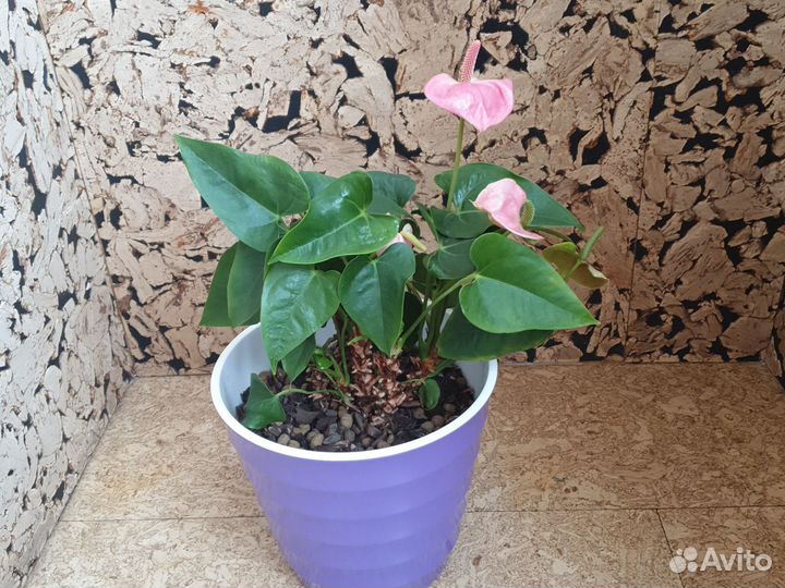 Антуриум два взрослых растения