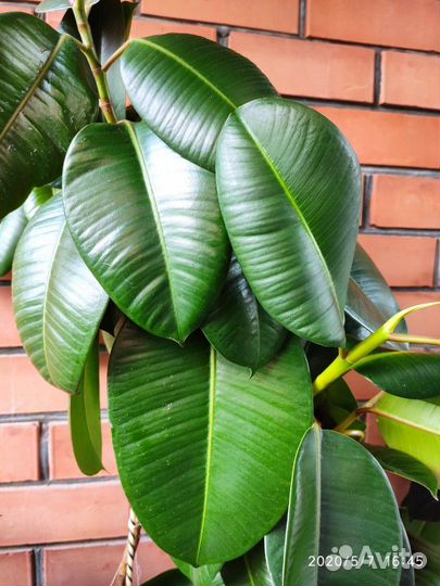 Фикус каучуконосный (эластика)