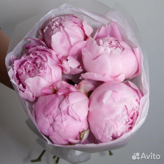 Пионы оптом