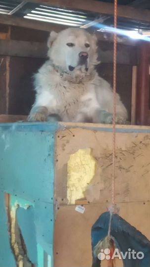 Вязка алабай