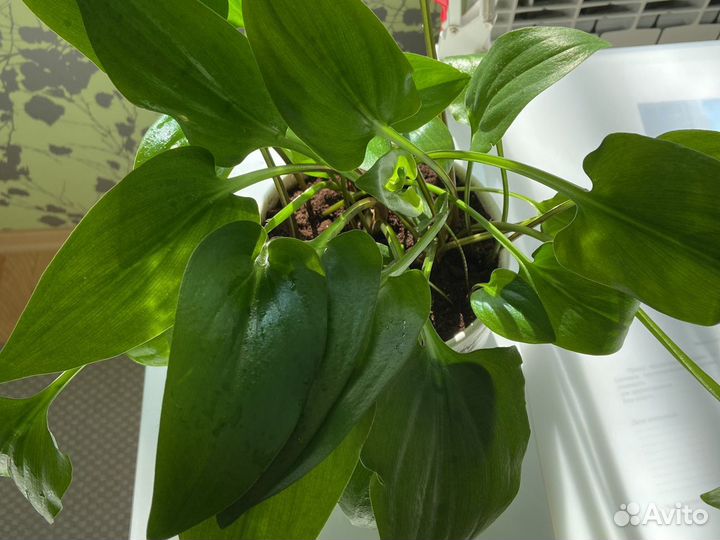 Цветок комнатный Дримиопсис