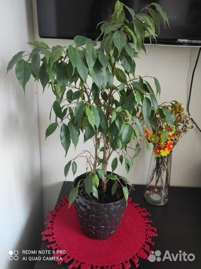 Фикус бенджамина