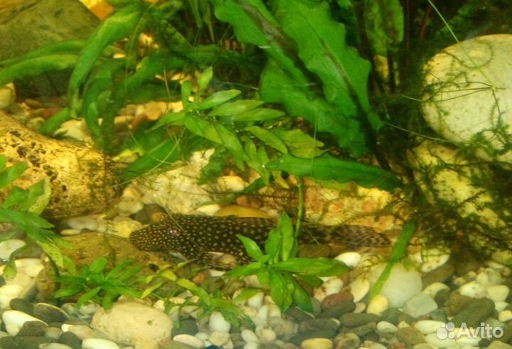 Сомики анциструсы, креветки, гуппи Эндлера