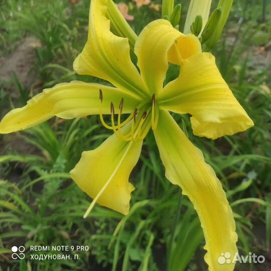 Лилейники сортовые