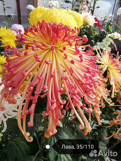 Хризантемы эксклюзив