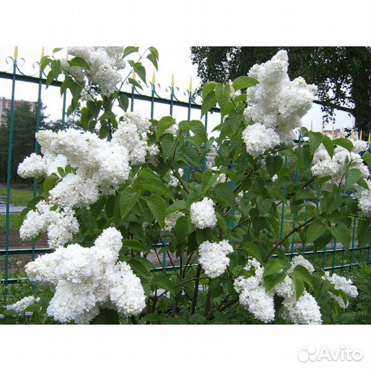 Сирень белая сортовая