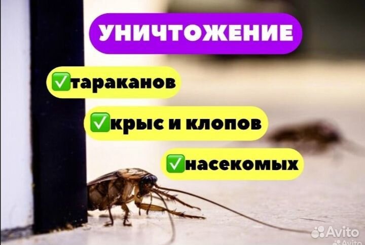 Уничтожение тараканов клопов мышей муравьёв клещей