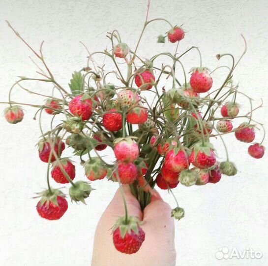 Клубника (рассада)