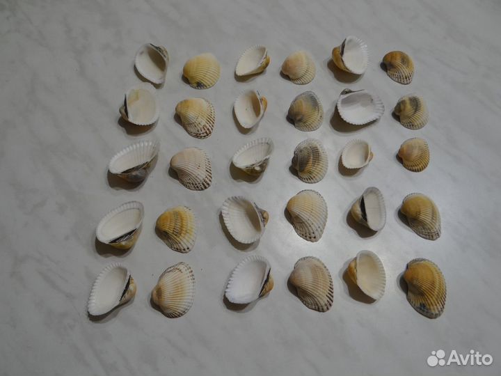 Ракушки со дна Черного моря