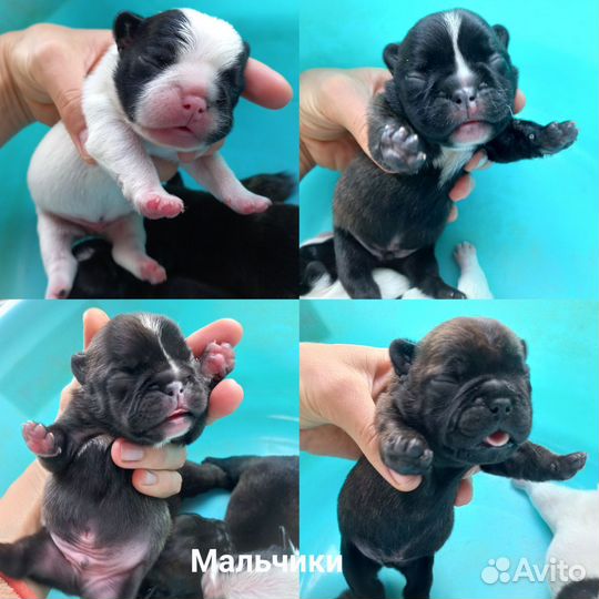 Французский бульдог щенки