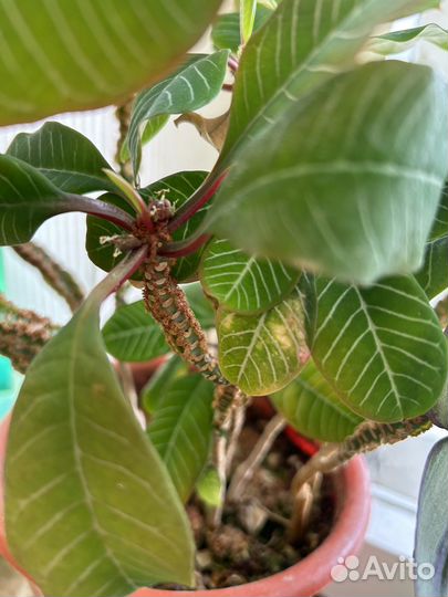 Комнатные цветы