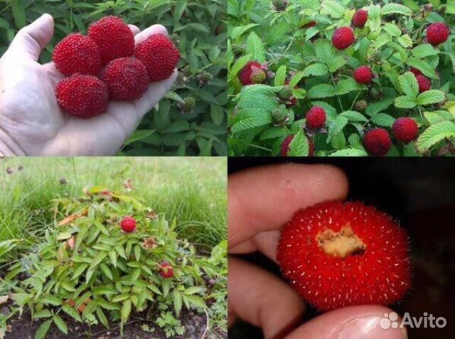 Малина тибетская