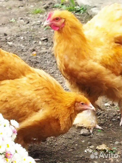 Цветной бройлер