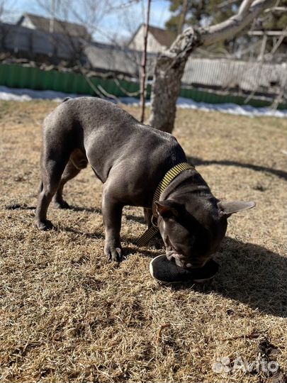 Французский бульдог голубой вязка