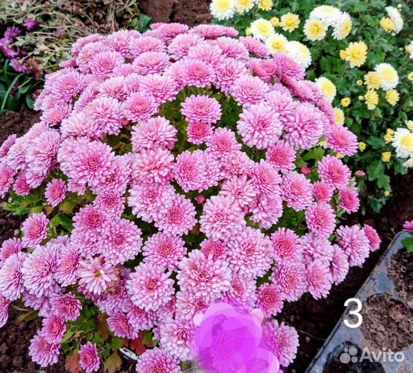 Мультифлора хризантема