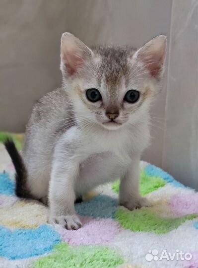 Котёнок сингапуры