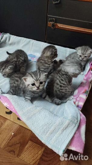 Британские котята