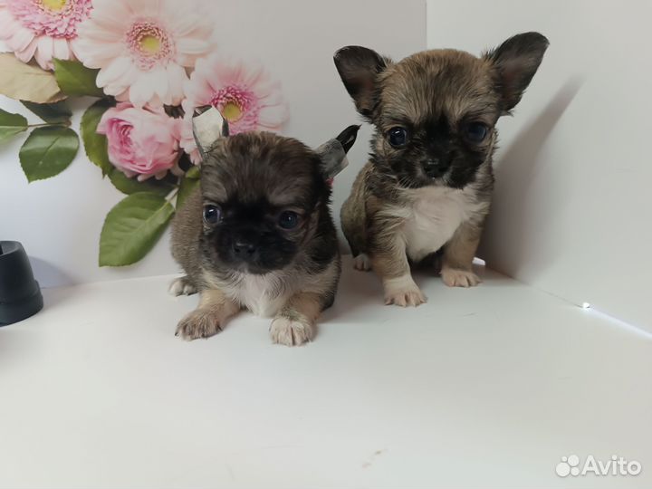 Два шедевра