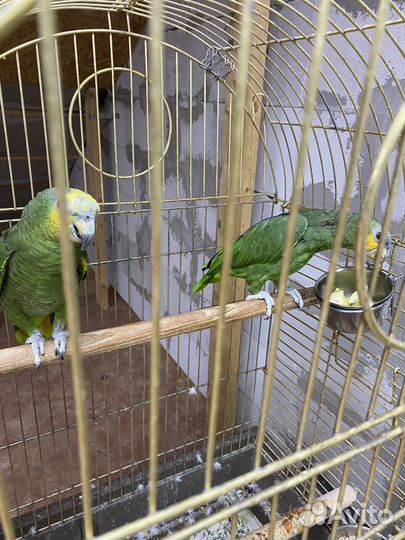 4 Венесуэльских Амазонов