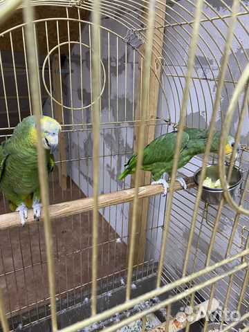 4 Венесуэльских Амазонов