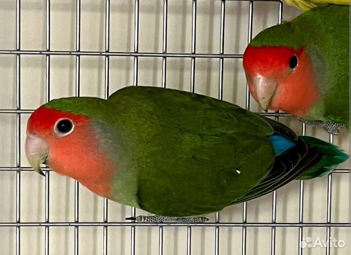 Попугаи неразлучники розовощекие зеленые