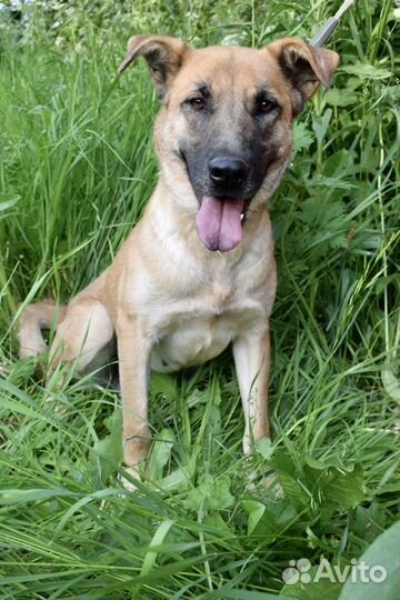 Очаровательная Рейна 1,5 года ищет семью