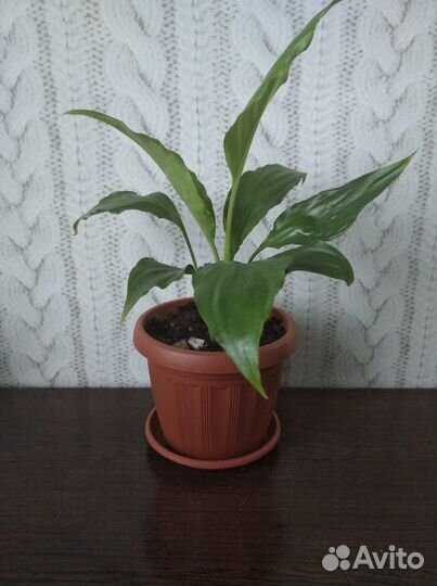 Спатифиллум