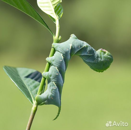 Табачный бражник