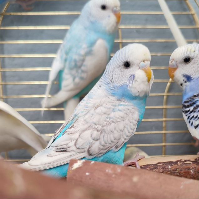 Попугай волнистый редкие окрасы
