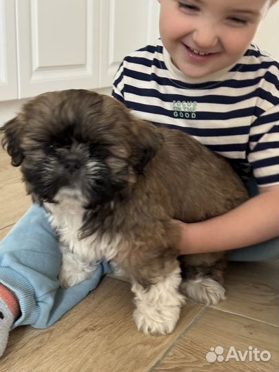 Щенки ши-тцу