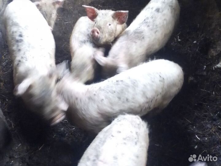Поросята