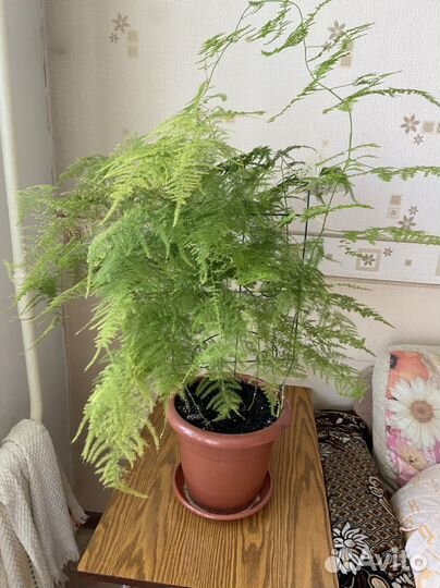 Комнатные цветок