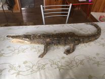 Чучело крокодила 120 см