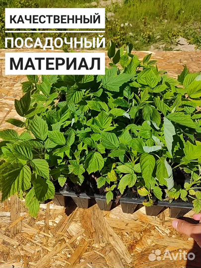 Кассетная рассада малины разных сортов
