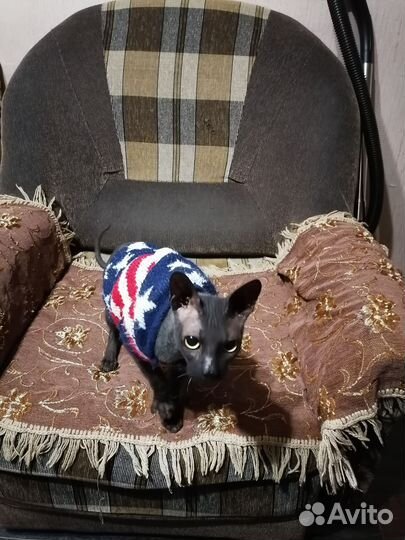 Канадский сфинкс