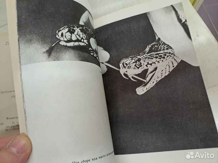 За ядовитыми змеями Ильинский