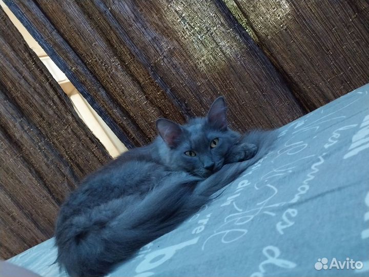 Кошки бесплатно