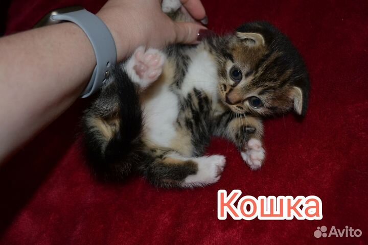 Кошки в добрые руки