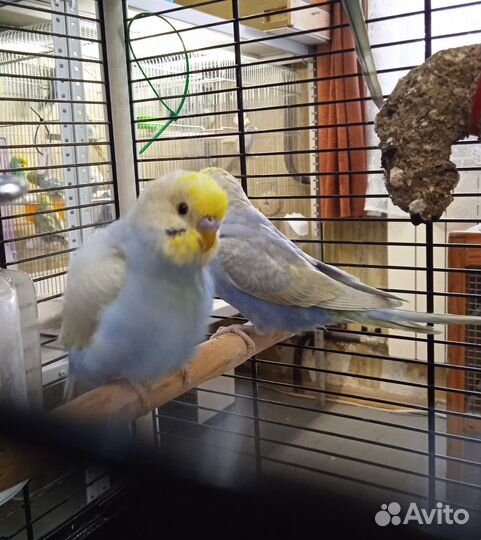 Радужные волнистые попугаи