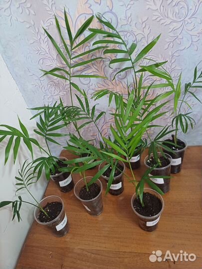 Пальма Хамедорея изящная