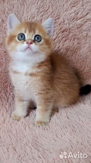 Котята золотая шиншилла ny12