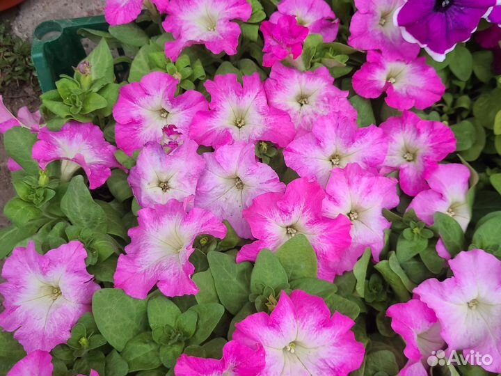 Рассада однолетних и многолетних растений