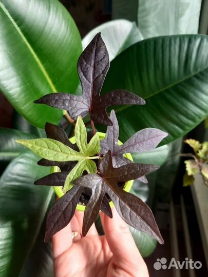 Ипомея батат