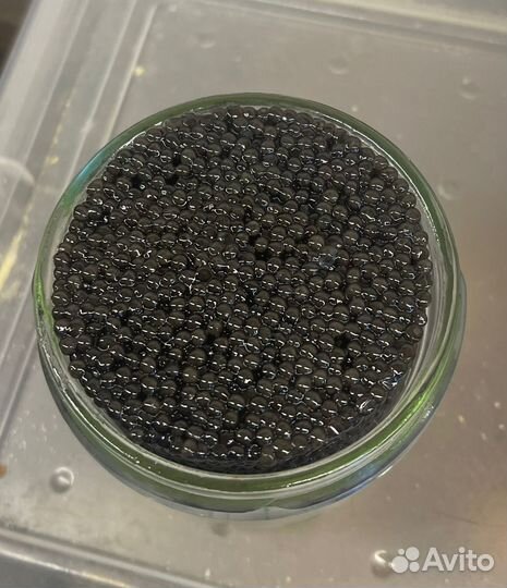 Черная икра