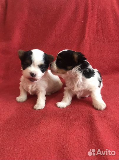 Щенки бивер йорка