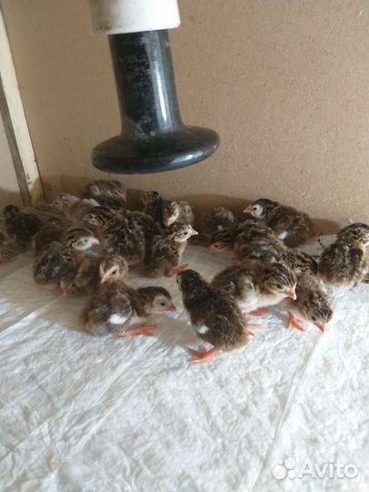 Яйца цесарки, цесарята,индоутки и индоутята