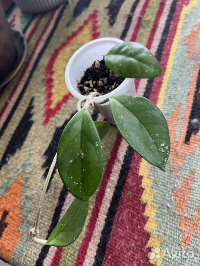 Комнатные цветы разные. Для дома, балкона, клумбы