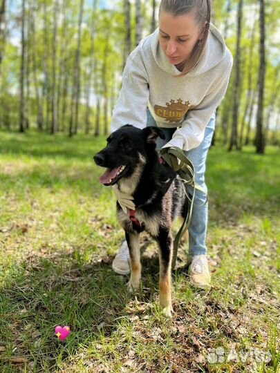 Собака в добрые руки